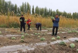 吃瓜群眾燕京理工,揭秘校園生活與學術風采