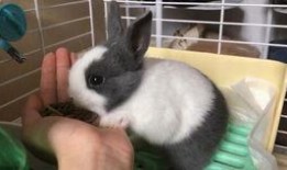 兔子吃手瓜嗎,探究兔子飲食習慣之謎