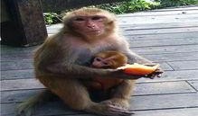 嬰猴吃瓜,萌態(tài)可掬的童年時光