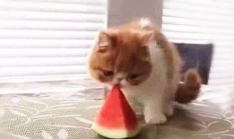 喵 吃瓜,喵星人與瓜界的奇妙邂逅