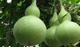 只吃葫蘆瓜可以吃的嗎,揭秘葫蘆瓜的營養(yǎng)與食用價(jià)值