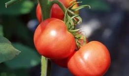 吃番茄可以吃茄瓜嗎,同源美味，能否共享餐桌？