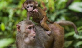 猴子吃瓜插圖圖片