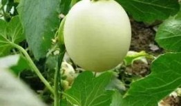 吃瓜不甜吃甜瓜,吃甜瓜的智慧與樂趣