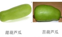 只吃葫蘆瓜可以吃的嗎,揭秘葫蘆瓜的營養(yǎng)與食用價(jià)值