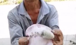 深圳吃瓜大叔,揭秘城市生活百態的趣味觀察者