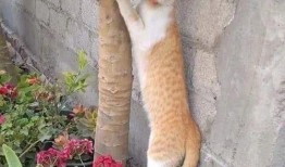 貓咪可以吃白瓜,白瓜的妙用與營養(yǎng)解析