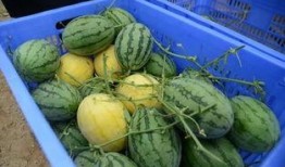 2024在線吃瓜群,揭秘網絡熱議背后的故事