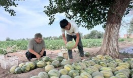 扎魯特旗吃瓜,瓜果飄香，品味民俗風(fēng)情