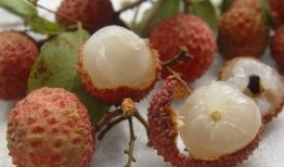 胖子吃瓜瘦子吃瓜,胖子瘦子同享吃瓜樂(lè)趣