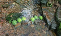 懷念吃瓜的夏天拍照,重溫那段吃瓜時光