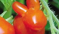 開裂瓜可以吃嗎,安全食用指南與營養(yǎng)分析