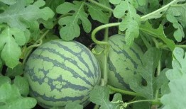 夏天最爽是吃瓜,吃瓜盛宴，爽翻天！